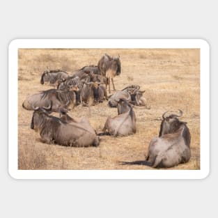 Wildebeest (Ngorogoro Crater) #4 Sticker